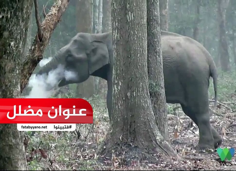 لحظة خروج الفيل من النهر وهو يخرج من فمه الدخان بعد أن اكل أناناس به مفرقعات